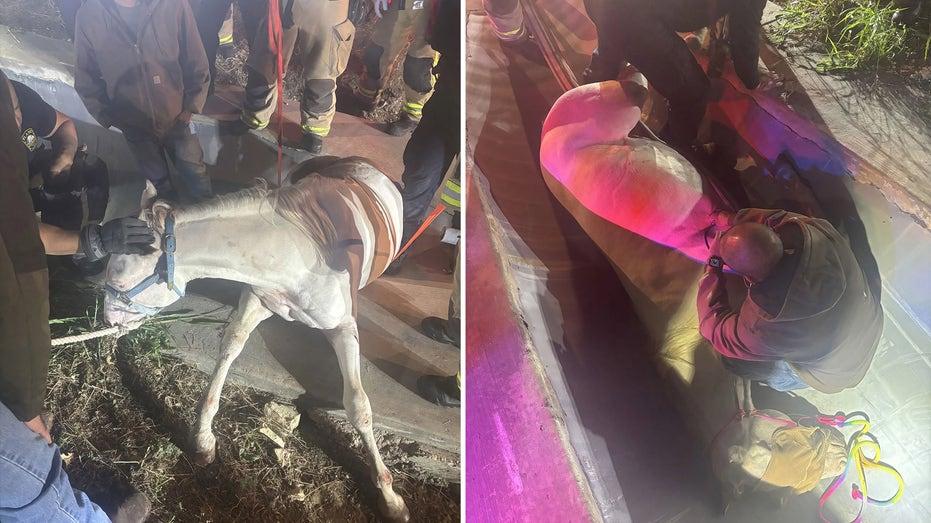 Heroic Plano Firefighters Save Horse Trapped in Drainage Ditch